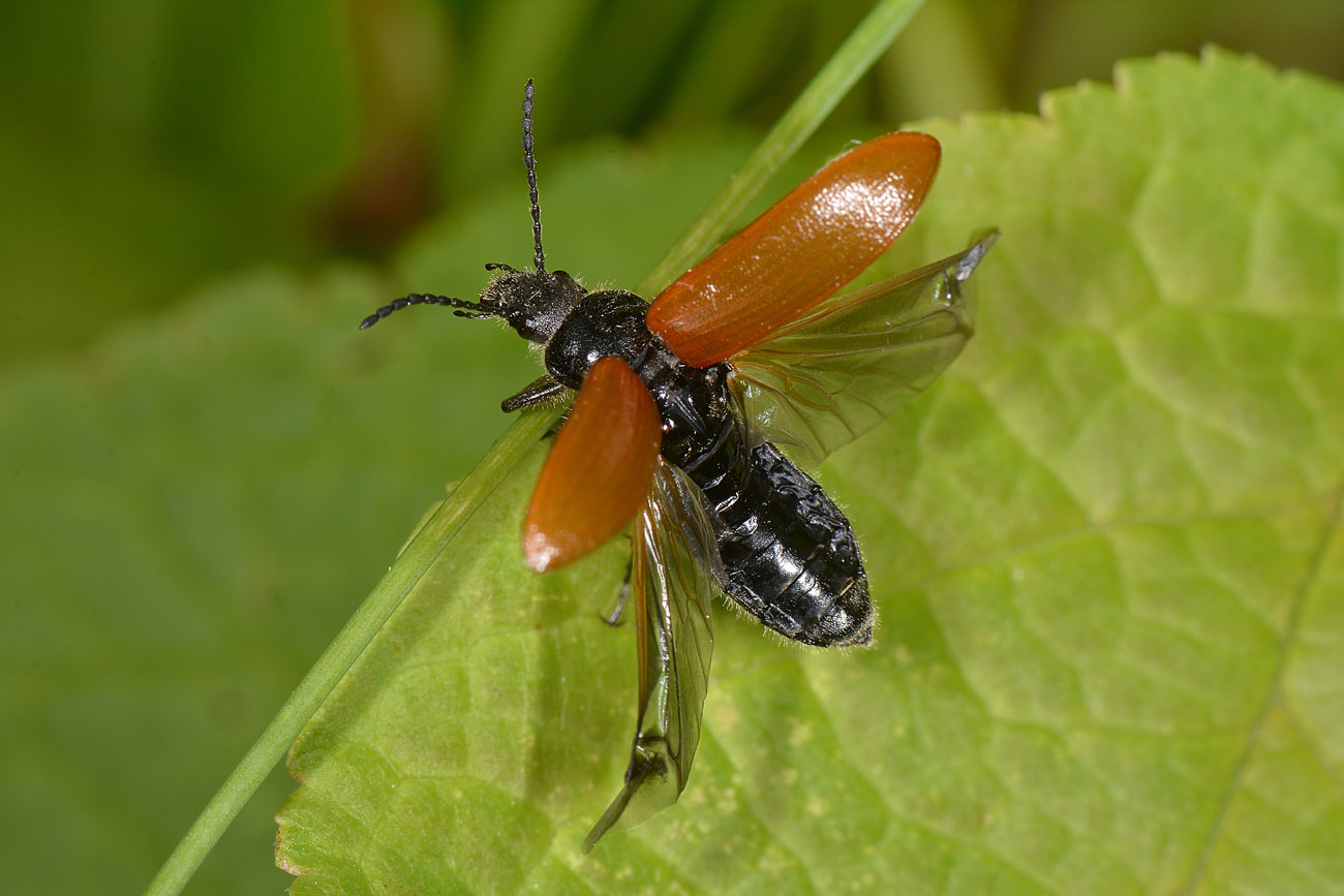 Tenebrionidae:  cfr. Omophlus lepturoides